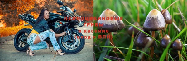 сатива Верея